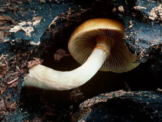 七种致命毒蘑菇