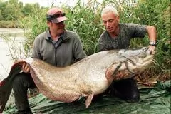 巨型食人鱼