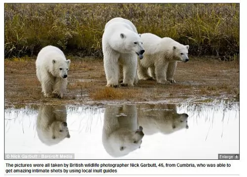 全球暖化致冰盖缩小 饥饿北极熊草原觅食(图)