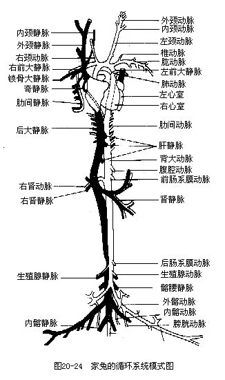 肾门静脉(以及腹静脉)的消失,使尾及后肢血液回心时,减少了一次通过微