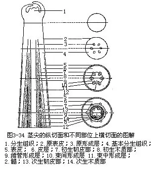 陆续的近义词