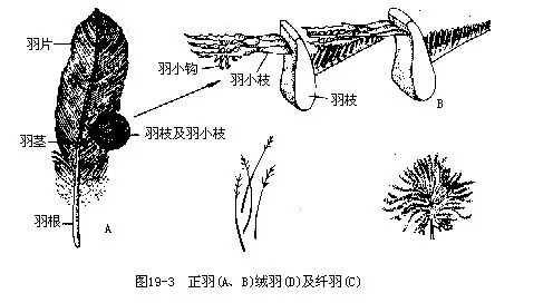 鸟类羽毛是表皮细胞所分生的角质化产物,在系统进化上与爬行类的角质