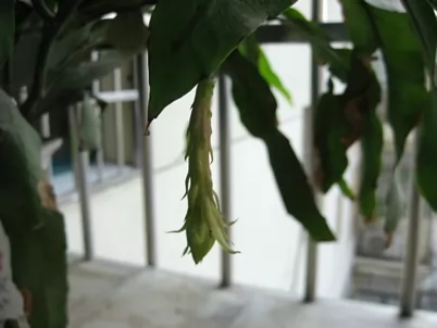 昙花一现所蕴含的地理知识 昙花一现所蕴含的地理知识