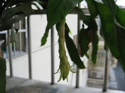 昙花一现所蕴含的地理知识 昙花一现所蕴含的地理知识