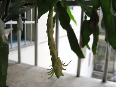 昙花一现所蕴含的地理知识 昙花一现所蕴含的地理知识