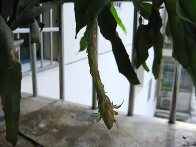 昙花一现所蕴含的地理知识 昙花一现所蕴含的地理知识