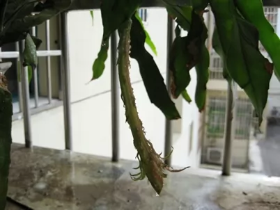 昙花一现所蕴含的地理知识 昙花一现所蕴含的地理知识