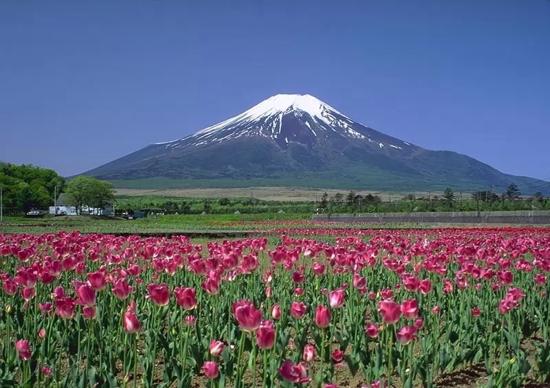 日本富士山的春天 - 初中地理图片 - 地理教师网