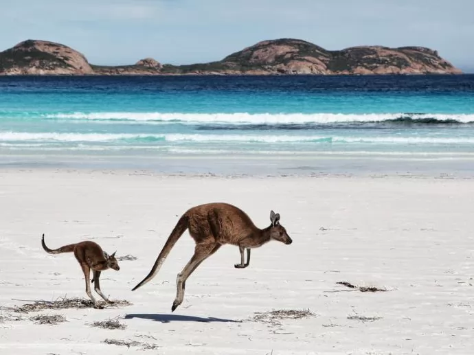 Ĵ׳Ǻ̲ĸ--Australia Kangaroos