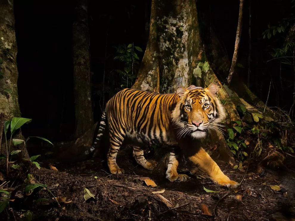 ӡŴ--Indonesia Tiger