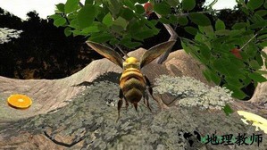 蜜蜂生存模拟器手游 v1.0 安卓版 2