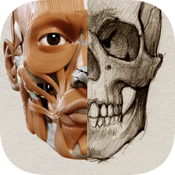 3d anatomy for a