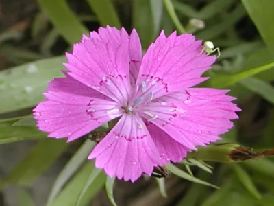 Ħɸ磭ʯ