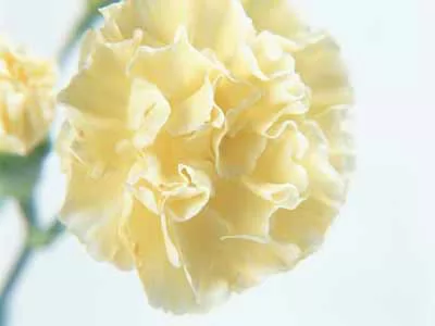 鶼˹Ħ磭ʯ