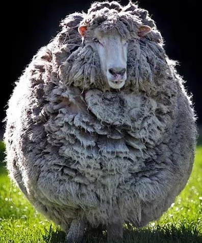 Ĵǡëδë