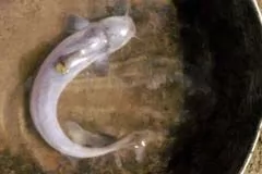 ʳ
