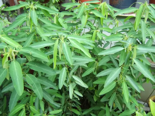 舞草 自然界十大奇异植物:迷幻类植物拥有美丽外表(2)