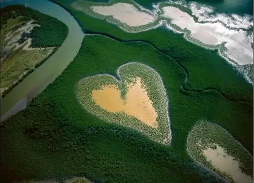 南太平洋红树林沼泽地