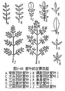 一二三回羽状复叶简图图片