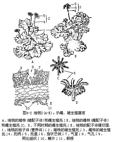 蕨孢子叶横切图手绘图片