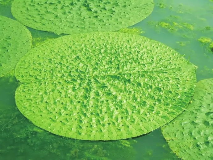 ʵͼƬ