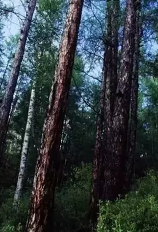 ɫҶ