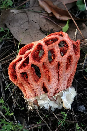 地球六大外星生物