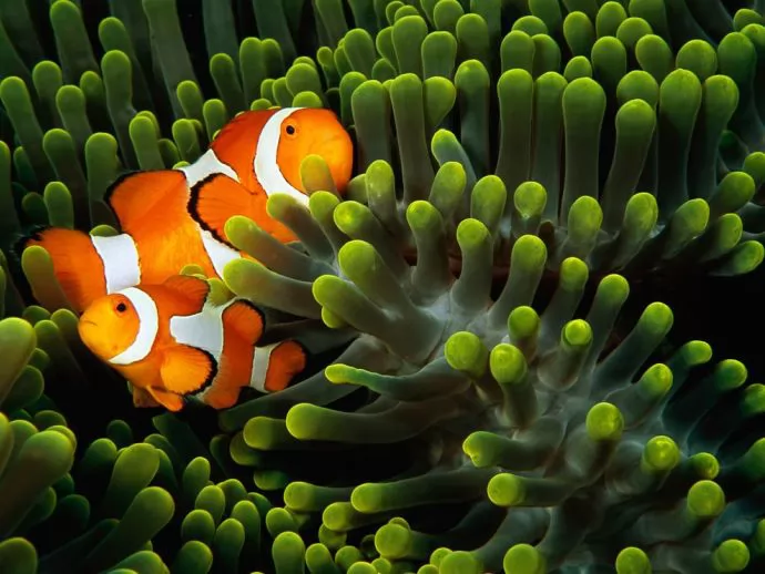  ӡС--Indonesia Clown Anemonefish 