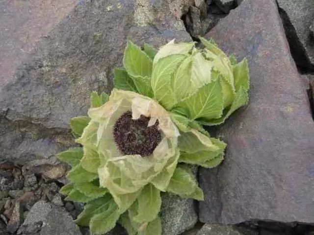 ɽѩ